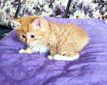 Кошки в Кингисеппе: Продаются котята Курильского бобтейла, 3 500 руб. - фото 3