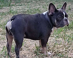 Собаки в Краснодаре: Французский бульдог Мальчик, 1 руб. - фото 1
