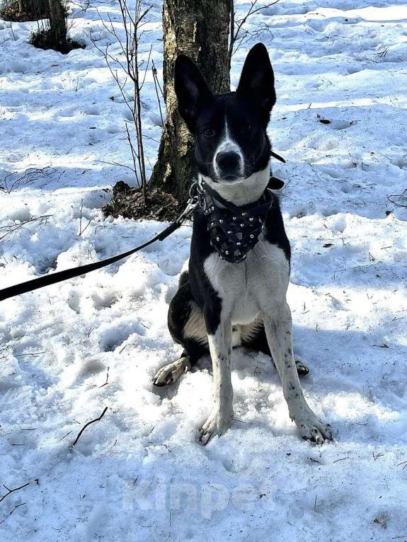 Собаки в Санкт-Петербурге: Ищем хозяина Мальчик, Бесплатно - фото 2