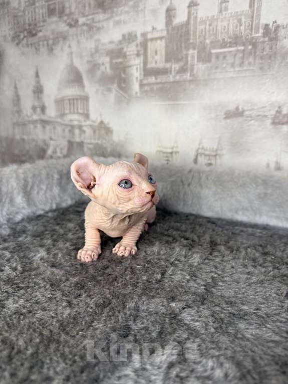 Кошки в Самаре: Котёнок породы эльф с гетерохромией Мальчик, Бесплатно - фото 6