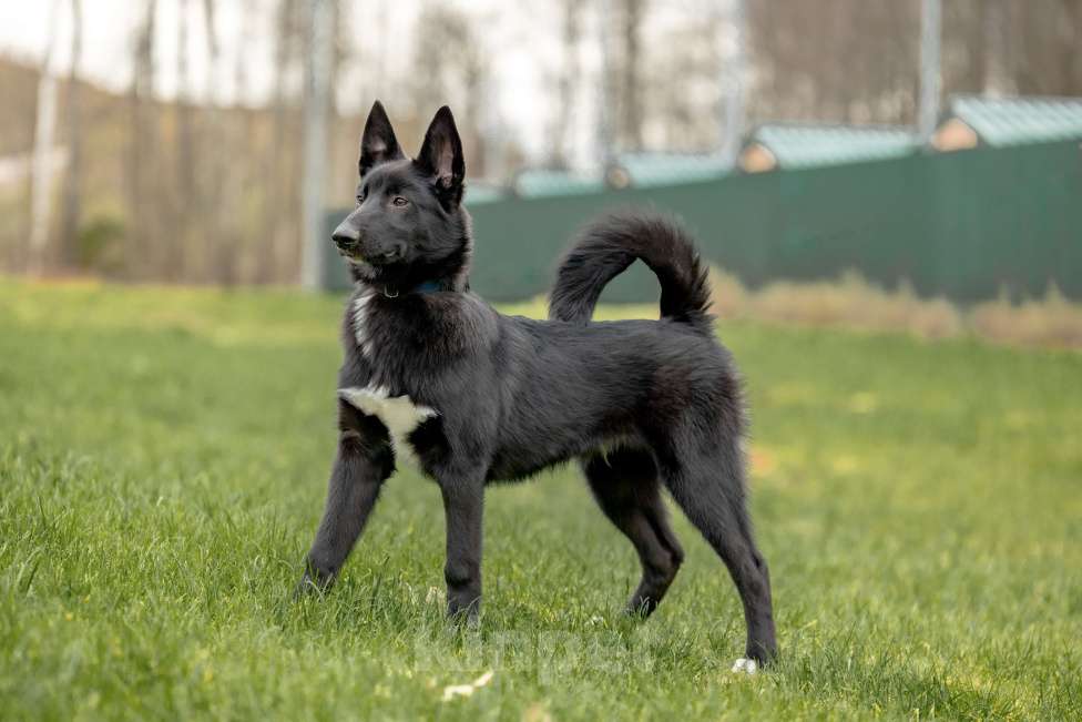Собаки в Москве: Черный щенок Лавруша ищет дом Мальчик, Бесплатно - фото 5