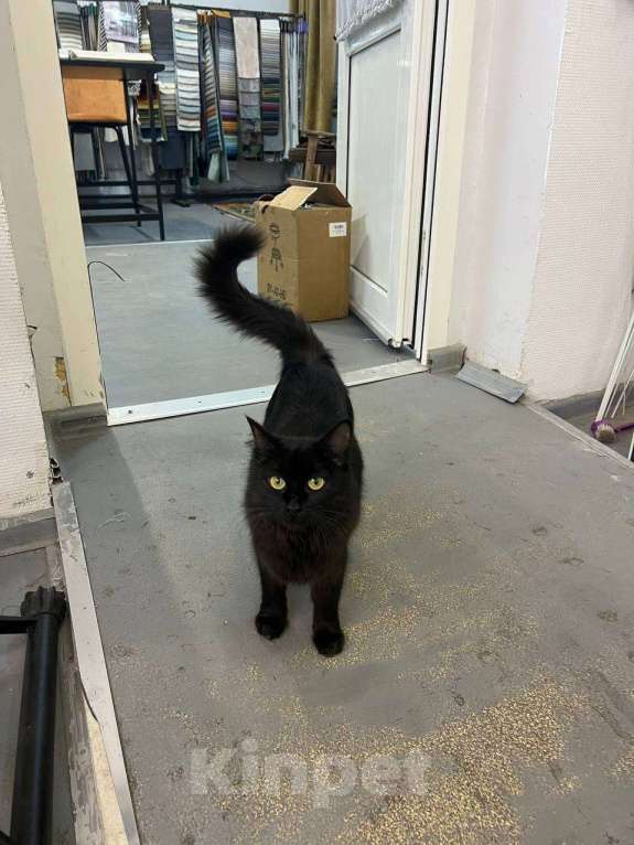 Кошки в других городах Московской области: Молодая ласковая кошечка в добрые руки Девочка, Бесплатно - фото 1