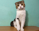 Кошки в Москве: Вислоухий мраморный котик Мальчик, 10 000 руб. - фото 4