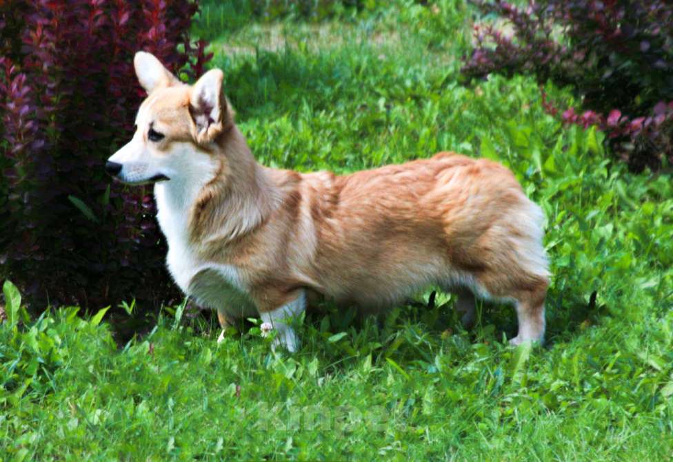 Собаки в Самаре: Девочка Эстель Руж Девочка, 50 000 руб. - фото 4