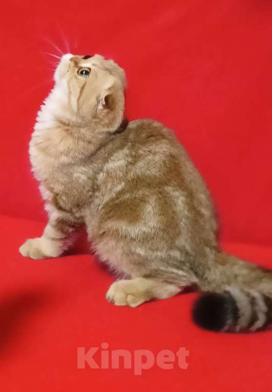 Кошки в Москве: Золотой мраморный зеленоглазый котик Мальчик, 20 000 руб. - фото 3