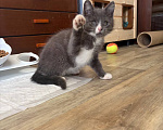 Кошки в Москве: Котенок Марсель ищет дом Мальчик, Бесплатно - фото 4