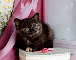 Кошки в Мурином: Британская кошечка окраса черный черепаховый Девочка, 30 000 руб. - фото 6