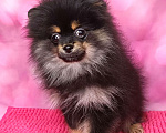 Собаки в Москве: Померанский шпиц девочка. Девочка, 35 000 руб. - фото 1