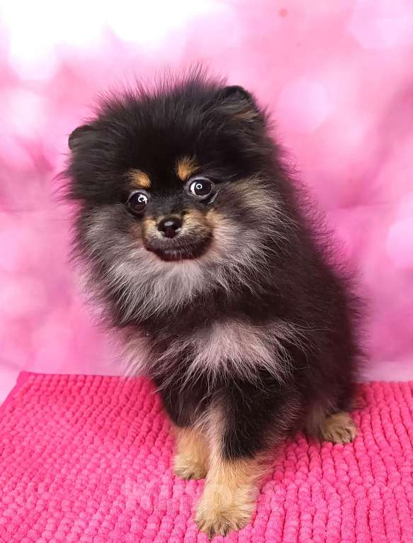 Собаки в Москве: Померанский шпиц девочка. Девочка, 35 000 руб. - фото 1