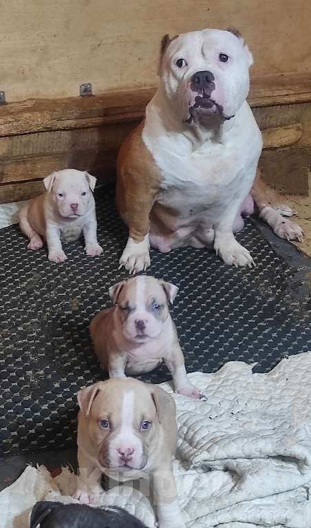 Собаки в Омске: Подрастают булочки Разнополые, 70 000 руб. - фото 3