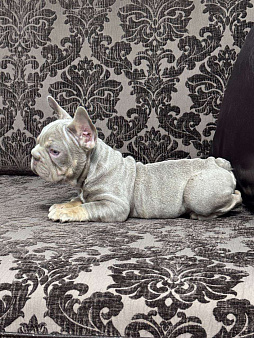 Французский бульдог мальчик