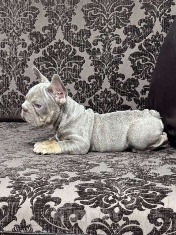 Собаки в Москве: Французский бульдог мальчик Мальчик, 100 000 руб. - фото 1