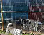 Собаки в Твери: Шикарные щенки Аляскинского маламута. Девочка, 10 000 руб. - фото 2