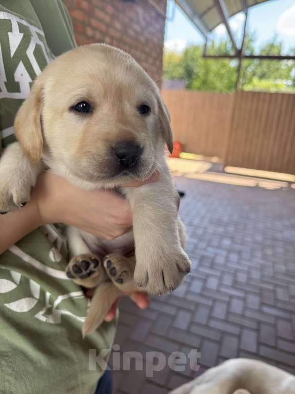 Собаки в других городах Краснодарского края: Щенки палевого окраса Девочка, 25 000 руб. - фото 5