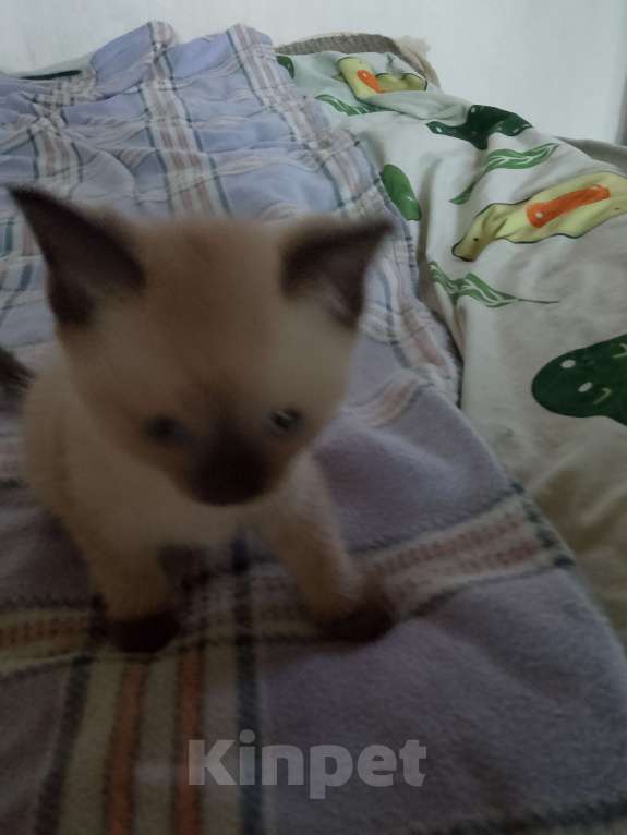 Кошки в Красноярске: Соня Девочка, Бесплатно - фото 2