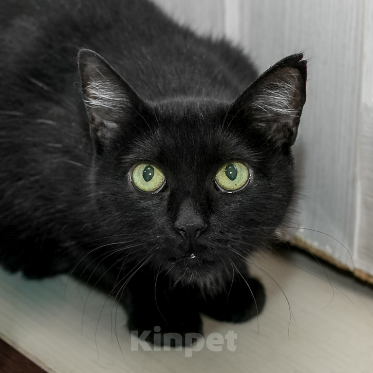 Кошки в Москве: Кошка в добрые руки Девочка, Бесплатно - фото 3