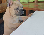 Собаки в Севастополе: Щенок французского бульдога Мальчик, 45 000 руб. - фото 1