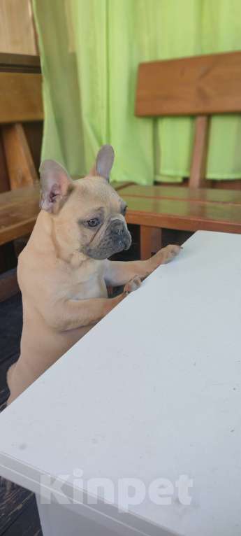 Собаки в Севастополе: Щенок французского бульдога Мальчик, 45 000 руб. - фото 1