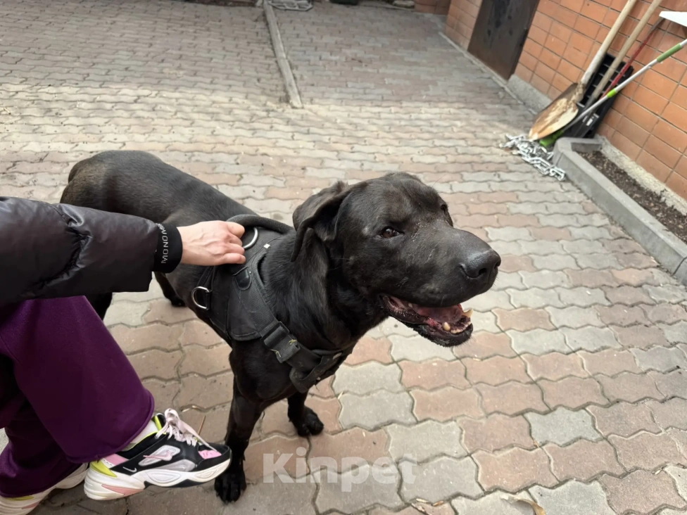 Собаки в Ростове-на-Дону: найден Мальчик, Бесплатно - фото 1