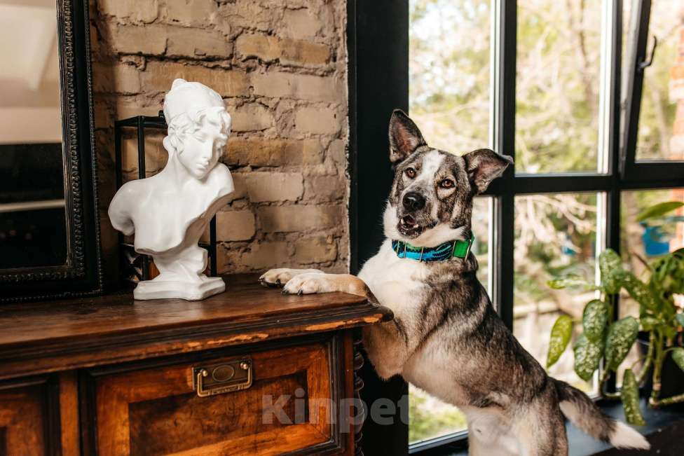 Собаки в Москве: Обаятельный и привлекательный Джаз ищет семью, которую будет бесконечно любить! Мальчик, Бесплатно - фото 7