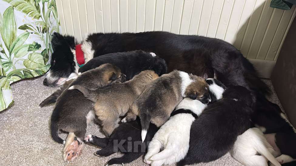 Собаки в других городах Московской области: Эбигейл Девочка, 100 руб. - фото 8