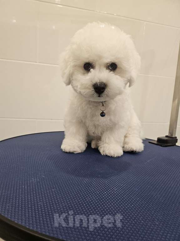 Собаки в Волжском: Алиссия Девочка, 150 000 руб. - фото 5