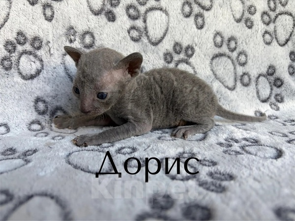 Кошки в Балашихе: Кошечка Дорис Девочка, 80 000 руб. - фото 1