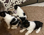 Собаки в Белорецке: Щенки жесткошерстного фокстерьера Мальчик, 6 000 руб. - фото 3