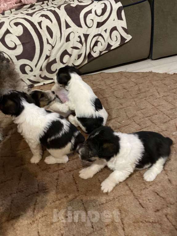 Собаки в Белорецке: Щенки жесткошерстного фокстерьера Мальчик, 6 000 руб. - фото 3