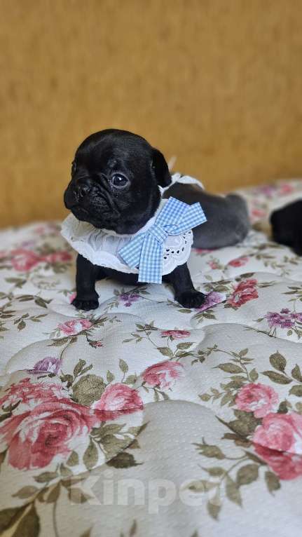 Собаки в Москве: Французский бульдог чёрный окрас мальчик Мальчик, 50 000 руб. - фото 8