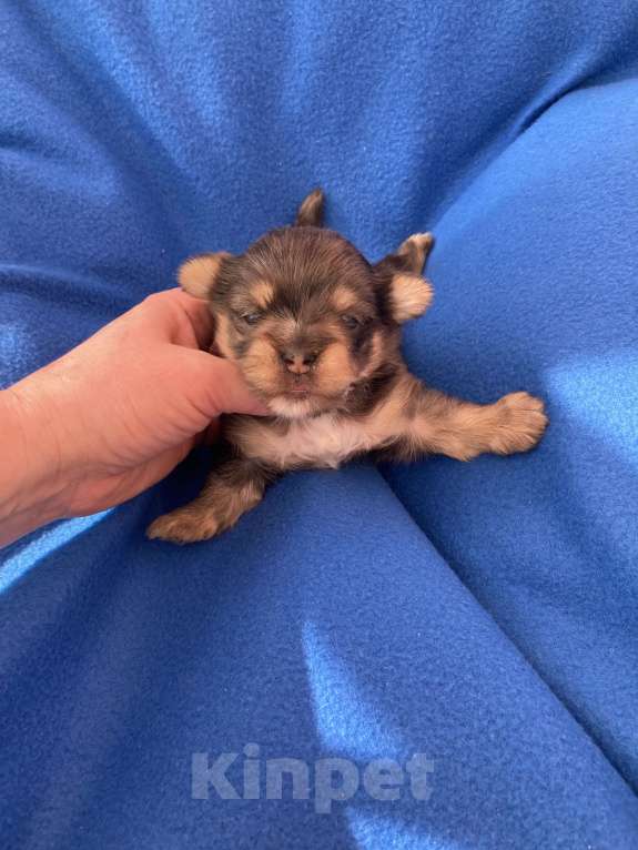 Собаки в Москве: Крупный йорк мальчик чёрный мрамор Мальчик, Бесплатно - фото 4