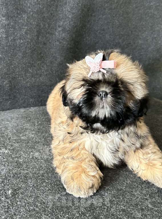 Собаки в Ярославле: девочки ши-цу Девочка, 50 000 руб. - фото 1