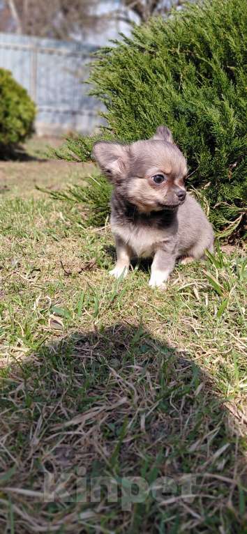 Собаки в Брянске: Чихуахуа мальчик Мальчик, 22 000 руб. - фото 5