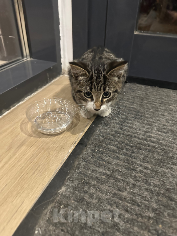 Кошки в Москве: Котенок в добрые руки Мальчик, Бесплатно - фото 2
