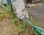 Кошки в Одинцово: Нашла кошку Одинцово! Полностью белый окрас, глаза зелёные с гетерохромией Девочка, 1 руб. - фото 7
