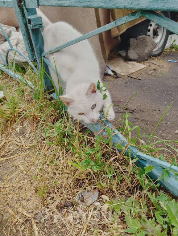 Кошки в Одинцово: Нашла кошку Одинцово! Полностью белый окрас, глаза зелёные с гетерохромией Девочка, 1 руб. - фото 7