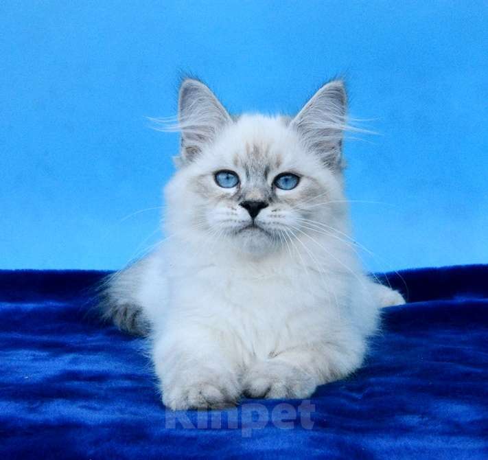 Кошки в Москве: Синеглазый красавец Мальчик, 50 000 руб. - фото 7