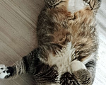Кошки в других городах Калужской области: Потерялся кот Гена Мальчик, 20 000 руб. - фото 5
