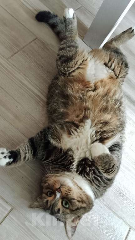 Кошки в других городах Калужской области: Потерялся кот Гена Мальчик, 1 руб. - фото 5