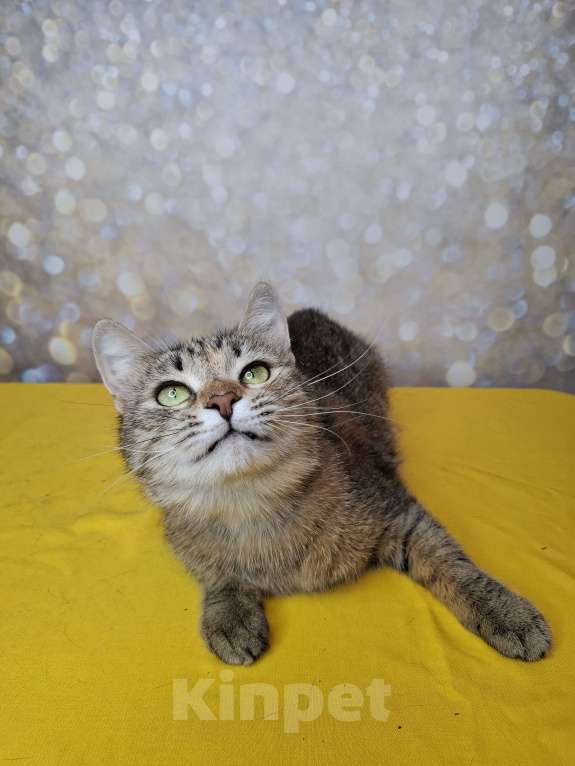 Кошки в Москве: Кошка в добрые руки Девочка, Бесплатно - фото 7