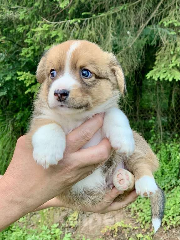 Собаки в Москве: Красивый рыже- белый мальчик корги Мальчик, 60 000 руб. - фото 7