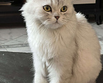 Кошки в Реутове: Амелия Девочка, Бесплатно - фото 3