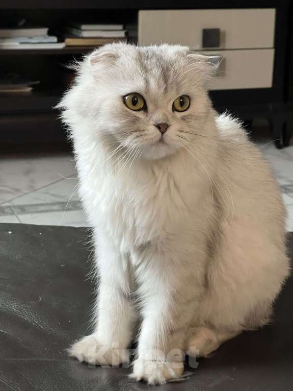 Кошки в Реутове: Амелия Девочка, Бесплатно - фото 3