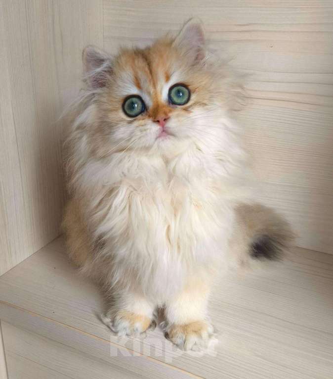 Кошки в Балашихе: Шикарная золотая шиншилла Девочка, 50 000 руб. - фото 3