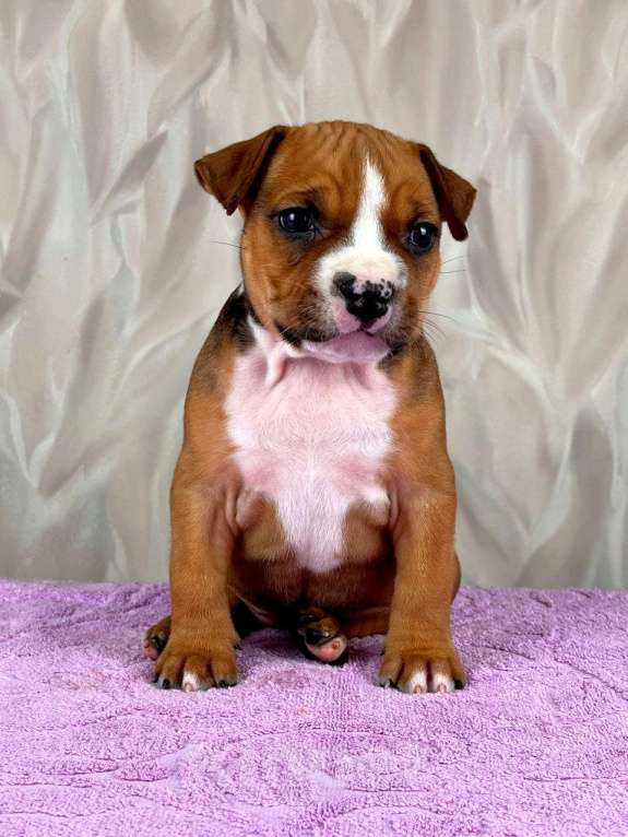 Собаки в Москве: Очаровательная малышка амстаффа  Девочка, 35 000 руб. - фото 10