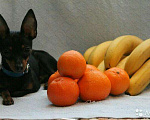 Собаки в Чебоксарах: Жених, 2 000 руб. - фото 2