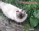 Кошки в Полярном: Серьезная кошка для добрых хозяев, Бесплатно - фото 2