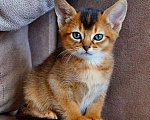 Кошки в Ливны: Абиссинские котята, 35 000 руб. - фото 1