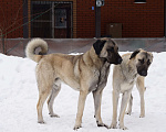 Собаки в Москве: Турецкий кангал (kangal shepher dog) вязка Мальчик, 50 000 руб. - фото 3