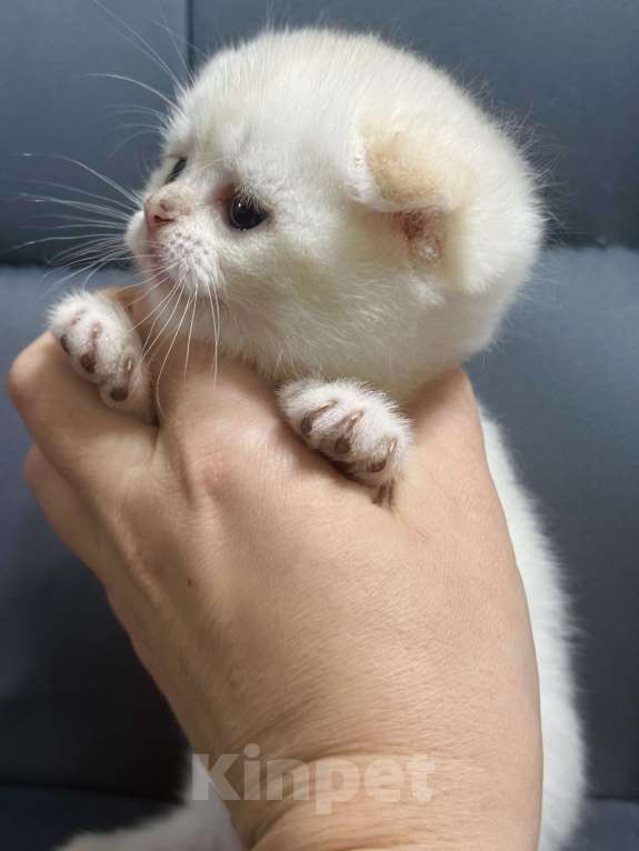 Кошки в Краснодаре: Котята золотая шиншилла Мальчик, 15 000 руб. - фото 5